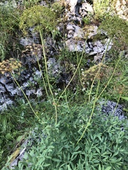 Laserpitium latifolium