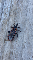 Triatoma sanguisuga