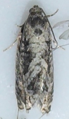 Cydia lacustrina