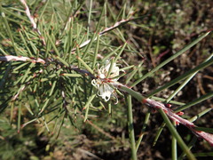 Hakea decurrens physocarpa
