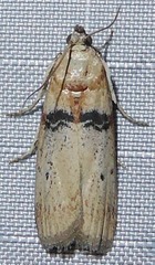 Sciota fernaldi