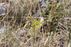 Allium flavum
