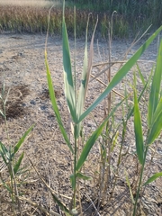 Phragmites australis