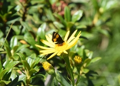 Senecio pyrenaicus