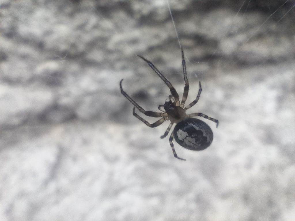 Zygiella minima