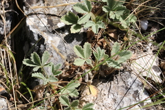 Potentilla cinerea