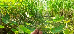 Cyperus