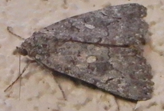 Catocala chelidonia