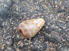 Conus guanche