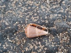 Conus guanche