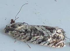 Cydia lacustrina