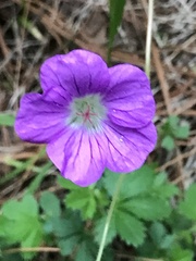 Geranium potentillifolium