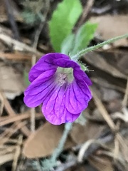 Geranium potentillifolium