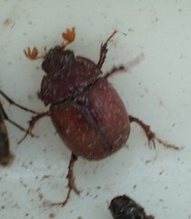 Odonteus