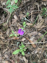 Geranium potentillifolium