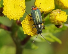 Clanoptilus geniculatus