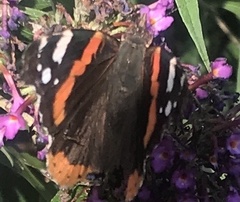 Vanessa atalanta