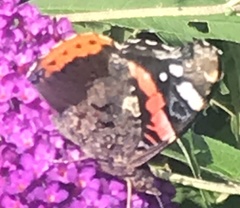 Vanessa atalanta