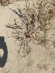 Crucianella maritima