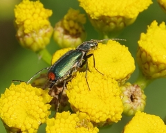 Clanoptilus geniculatus