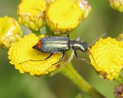 Clanoptilus geniculatus
