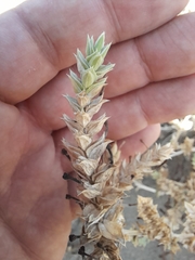 Crucianella maritima