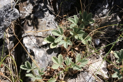 Potentilla cinerea