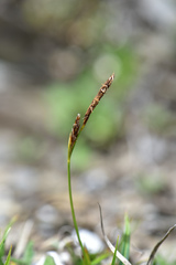 Carex chrysolepis