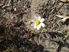 Anthemis maritima