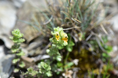Euphrasia nankotaizanensis