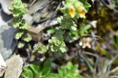 Euphrasia nankotaizanensis