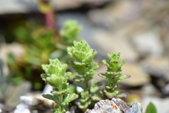 Euphrasia nankotaizanensis