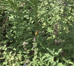 Philanthus triangulum