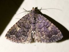 Metalectra miserulata