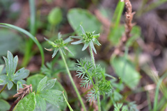Chaerophyllum taiwanianum