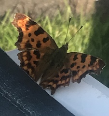 Polygonia c-album