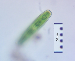 Penium spirostriolatum
