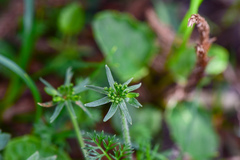 Chaerophyllum taiwanianum