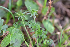 Chaerophyllum taiwanianum
