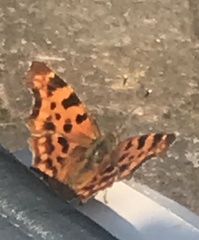 Polygonia c-album