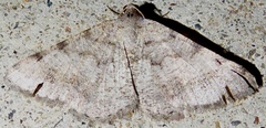 Digrammia pervolata