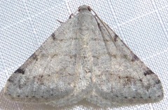Digrammia pictipennata