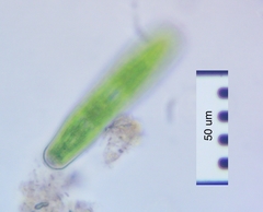 Penium spirostriolatum