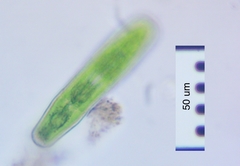 Penium spirostriolatum