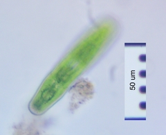 Penium spirostriolatum