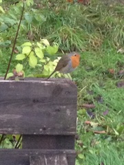 Erithacus rubecula