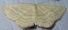 Scopula luteolata