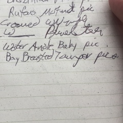 Mitrospingus cassinii