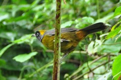 Mitrospingus cassinii