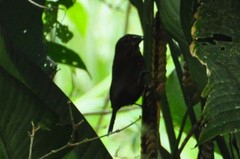 Cyanoloxia cyanoides